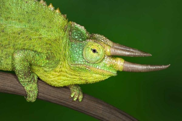 Kenya Close-up of Jacksons Chameleon on limb